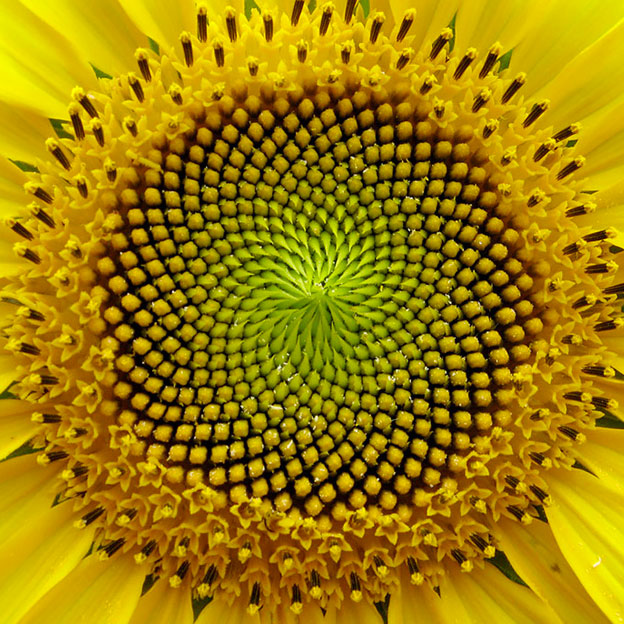 girasol geometria sagrada